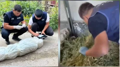 76-летнего пенсионера с 96 кг наркотиков задержали в Жамбылской области