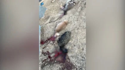 Стаи бездомных собак загрызли 20 овец и коз в селе на западе Казахстана
