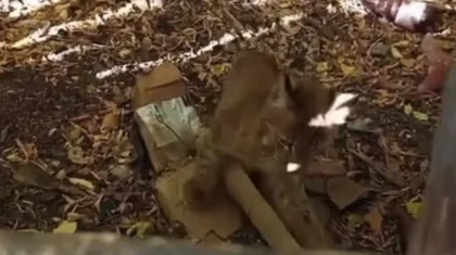 Дикая рысь проникла во двор в Акмолинской области (ВИДЕО)