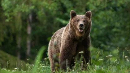 Оголодавшие медведи держат в страхе села в области Абай (ВИДЕО)