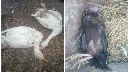 Больше 1,5 тысячи голов птицы погибли в районах Павлодарской области