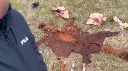 Угнанный скот забивали и сбывали мясо перекупщикам: барымтачей задержали в Астане