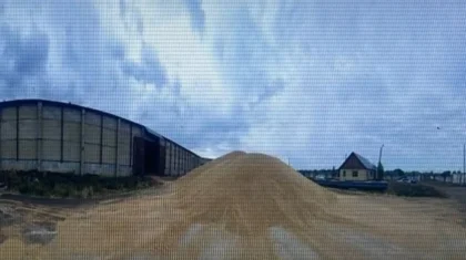 18 человек задержали за кражу нового урожая зерна в Казахстане (ВИДЕО)