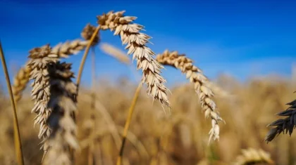 В Казахстане собрали почти 26 млн тонн зерна и свыше 3,5 млн тонн овощей