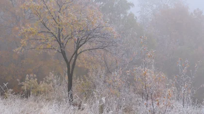 Заморозки и ветер: штормовое предупреждение объявили в Казахстане на 17 октября