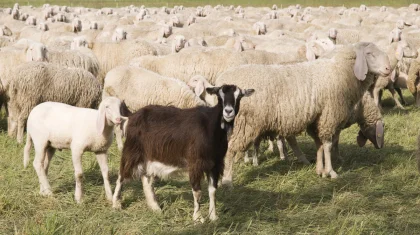 Ограничения на вывоз овец и коз продлят в Казахстане