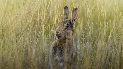Мальчик погиб во время охоты на зайца в Жамбылской области