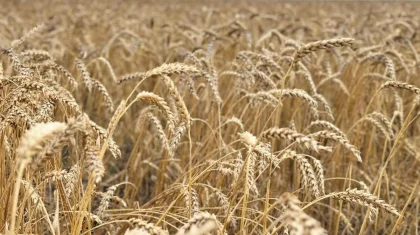 Уборка урожая в Казахстане: намолочено уже 26,3 млн тонн зерна