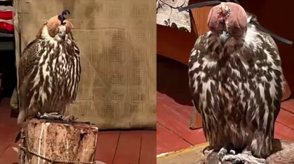 Полиция спасла редких соколов от браконьера в области Жетысу (ВИДЕО)