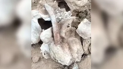 Кость мамонта обнаружили в Северо-Казахстанской области (ВИДЕО)