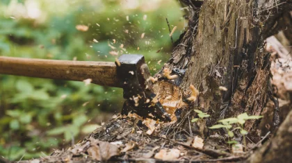 Ранее судимые за незаконную вырубку работали в филиале «Семей орманы»