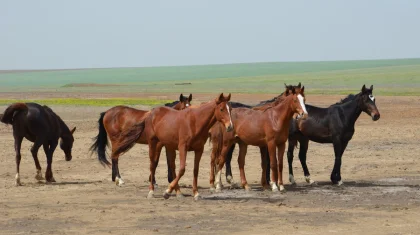 «До чего довели»: фермеры поддержали казахстанца, обвиненного в расстреле 17 лошадей