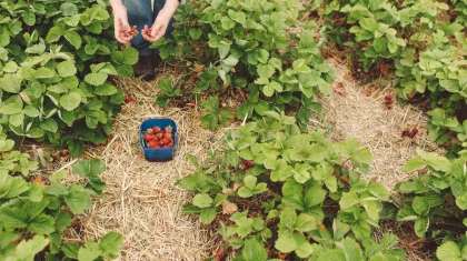 Сотни казахстанцев, мечтавших собирать клубнику в Англии, заявили об обмане (ВИДЕО)