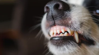 «Миллионные убытки»: собаки загрызли стадо овец на западе Казахстана (ВИДЕО)