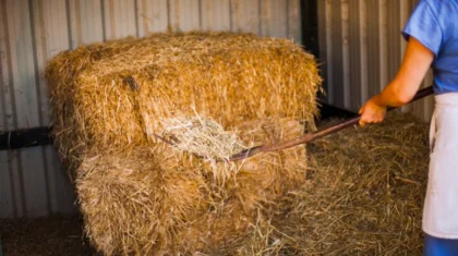 Почти 38 миллионов тонн кормов заготовлено в Казахстане