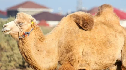 Верблюд набросился на подростка посреди улицы в Кульсары (ВИДЕО)