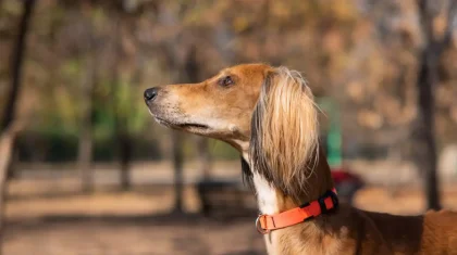Казахская тазы получила международное признание