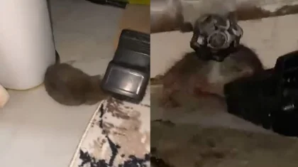 Проникают даже в квартиры: жители Атырау жалуются на нашествие крыс (ВИДЕО)