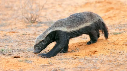 Самый бесстрашный зверь в мире: редкого для Казахстана медоеда засняли на Устюрте