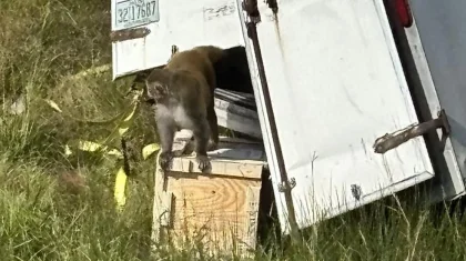 Зараженная гепатитом и COVID-19 макака сбежала из лаборатории в США