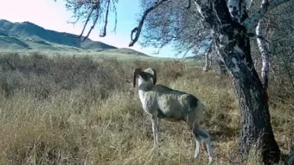 Редкий архар попал в объектив фотоловушки в степях Казахстана (ВИДЕО)