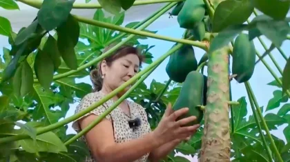 Киви и папайя в теплице: биолог из Кызылорды выращивает экзотику дома