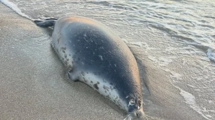 Более 100 мертвых тюленей обнаружили на побережье Каспия в Мангистау