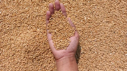 Казахстан за месяц отправил на экспорт 2 млн тонн зерна нового урожая