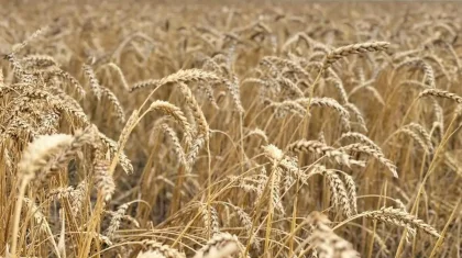 Рекордный урожай собрали в Казахстане – Минсельхоз