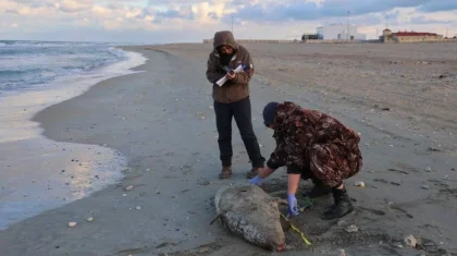 Ученые назвали возможную причину массовой гибели тюленей в Мангистау