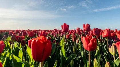 Определены национальные символы Казахстана: домбра, тюльпан и девиз «Алға, Қазақстан!»