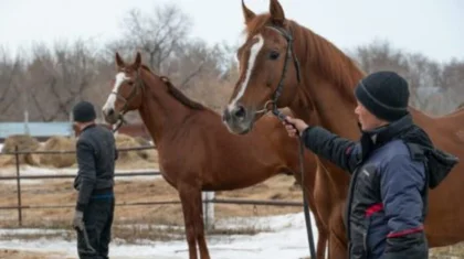 Заводчикам племенных лошадей задолжали зарплату на 21,7 млн тенге