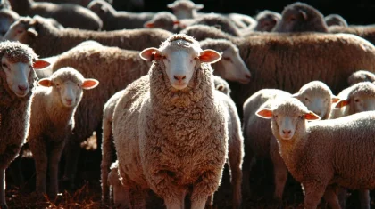 Казахстан продлил запрет на вывоз бычков и ввел квоты на экспорт овец и коз