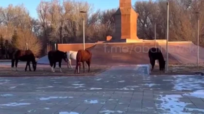 Туристическая зона в Семее превратилась в пастбище (ВИДЕО)