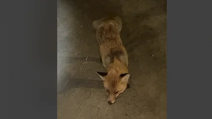 Женщина пострадала после попытки снять дикое животное на видео в Костанайской области