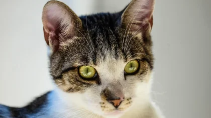 «Это жестоко!»: видео с запертым котом в постамате возмутило казахстанцев