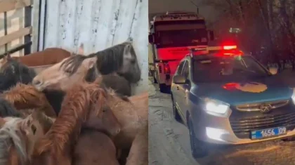 Грузовик с крадеными лошадьми задержали в Темиртау (ВИДЕО)