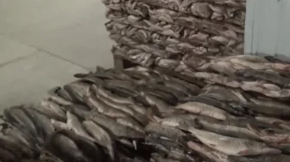 Кызылординское предприятие продавало в Европу рыбу с пересохших водоемов (ВИДЕО)