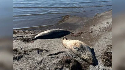 На берегу Каспия в Мангистау продолжают находить мертвых тюленей