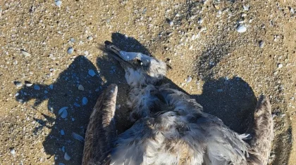 Гибнут не только тюлени: на берегу Каспия нашли мертвых птиц (ВИДЕО)