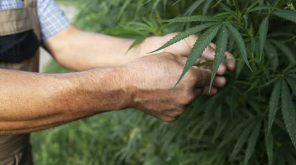 Правила промышленной переработки конопли утвердили в Казахстане