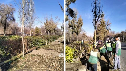 Турксибский район Алматы укрепляет зеленый статус: больше 772 тысяч деревьев и новые озелененные улицы