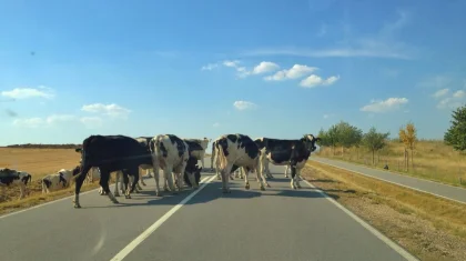 «Гуманность без ответственности опасна»: депутат заявил, что животные без присмотра приводят к десяткам трагедий