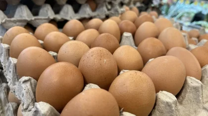 Незаконный ввоз крупной партии яиц из России пресекли в Казахстане