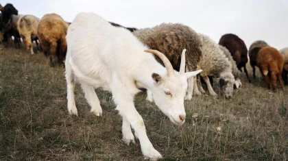 Четыре ветеринара и сельчанин украли сельхозсубсидий на 271 млн тенге