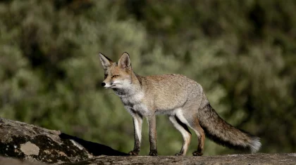 Дикие лисы напали на двух детей в Мангистау