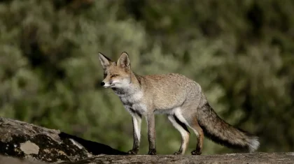 Эколог предупреждает о риске чумы из-за хищников вблизи сел Мангистау