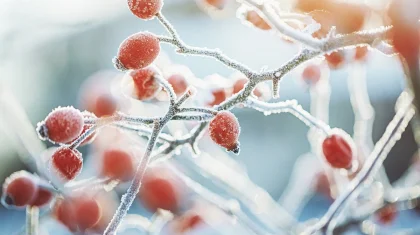 На севере и востоке ожидаются морозы: прогноз погоды на 24 ноября