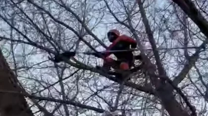 Снять кошку с дерева помогли спасатели в Уральске