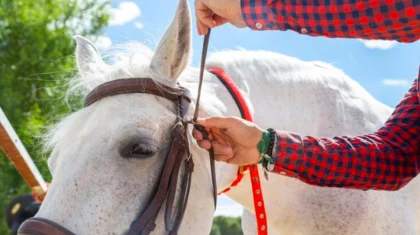 Мужчины разделывали лошадь прямо под окнами многоэтажки в Темиртау (ВИДЕО)